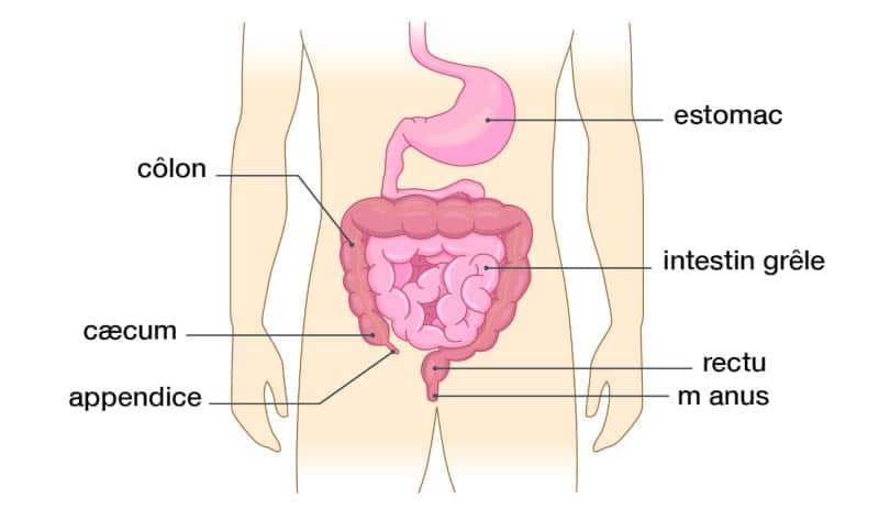 anatomie des intestins