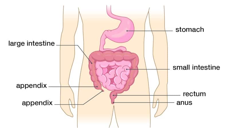 Anatomy of the intestines