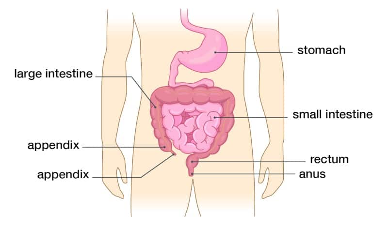 Anatomía de los intestinos