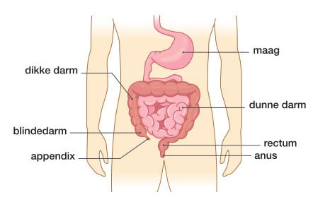 spijsverteringsstelsel