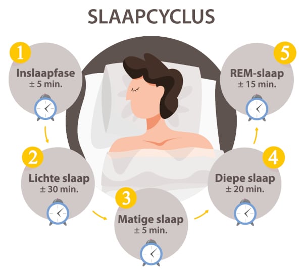 slaapcyclus - fasen van de slaap